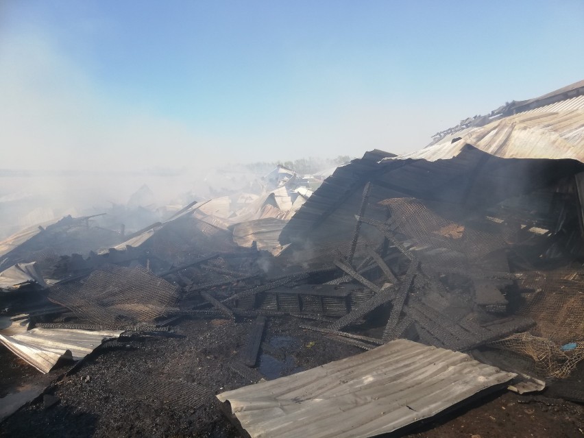 Z AKCJI: Duży pożar na fermie norek. W akcji kilka zastępów strażackich [ZDJĘCIA]
