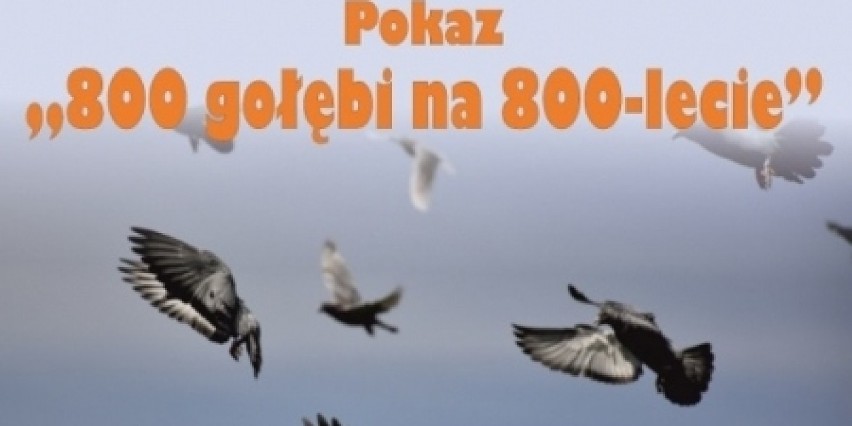 800 gołębi symbolizujących 800-lecie miasta zostanie...