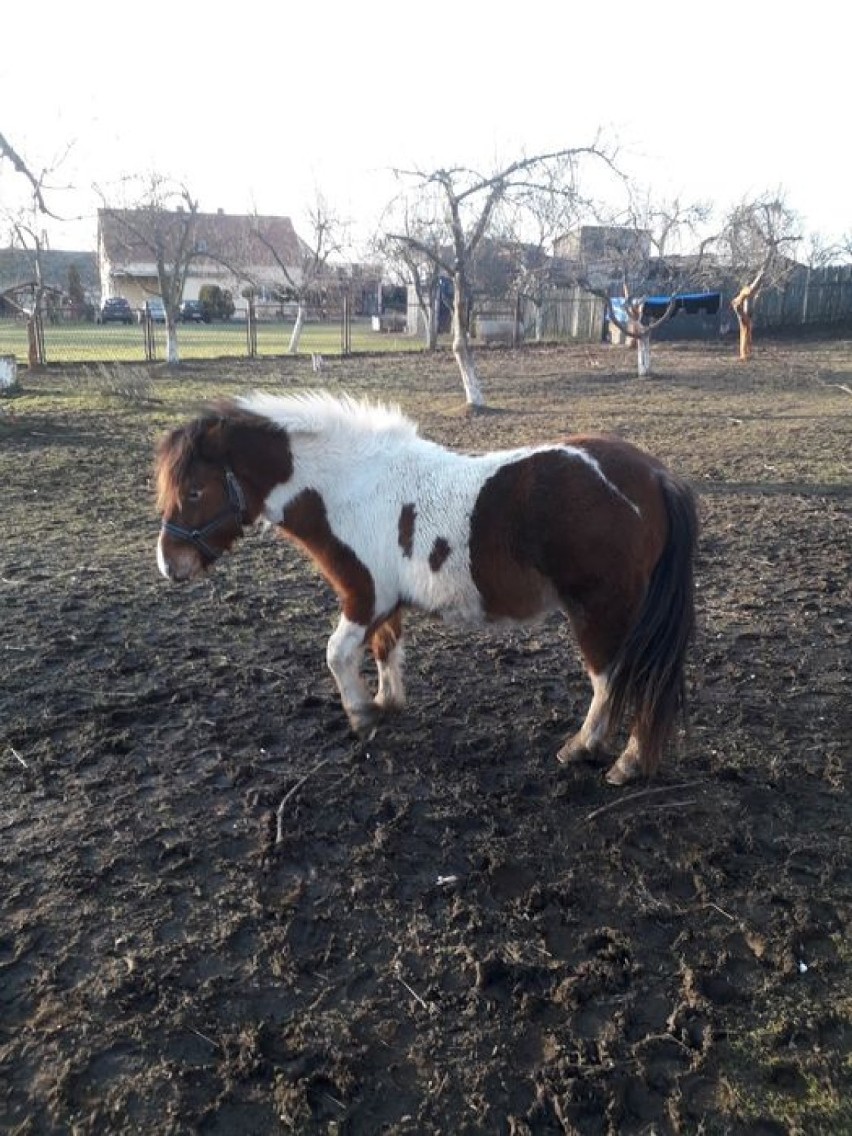 Zwierzęta do kupienia w województwie dolnośląskim. Szczegóły na portalu www.olx.pl