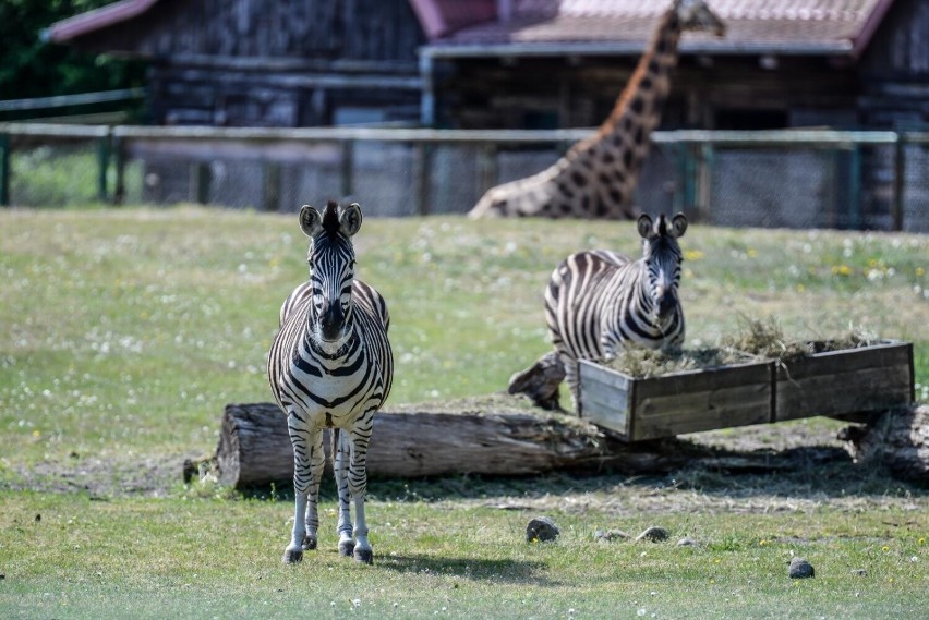 Zoo Safari w Borysewie to ciekawa alternatywa dla zwykłych...