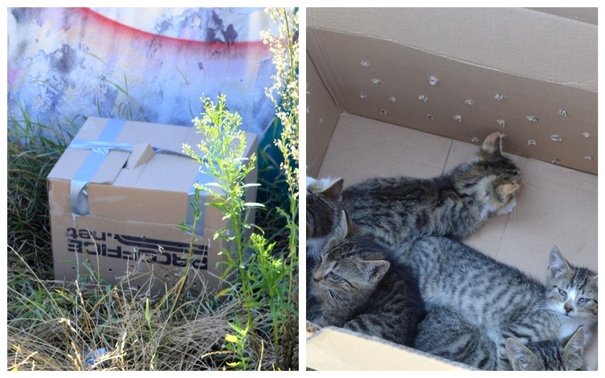 Zaklejony karton z kotkami porzucony przy garażach na placu...