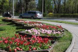 Wiosna zawitała do Kraśnika. Trwa sprzątanie ulic i sadzenie kwiatów