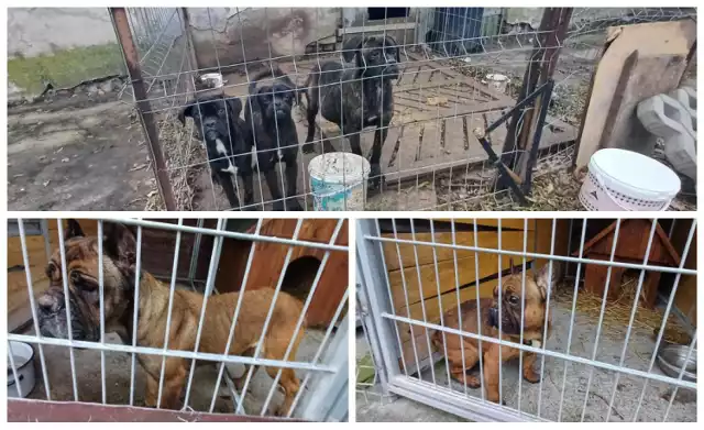 Hodowla rasowych psów jak z horroru pod Pleszewem. Udało się uratować psy Cane Corso i buldogi francuskie