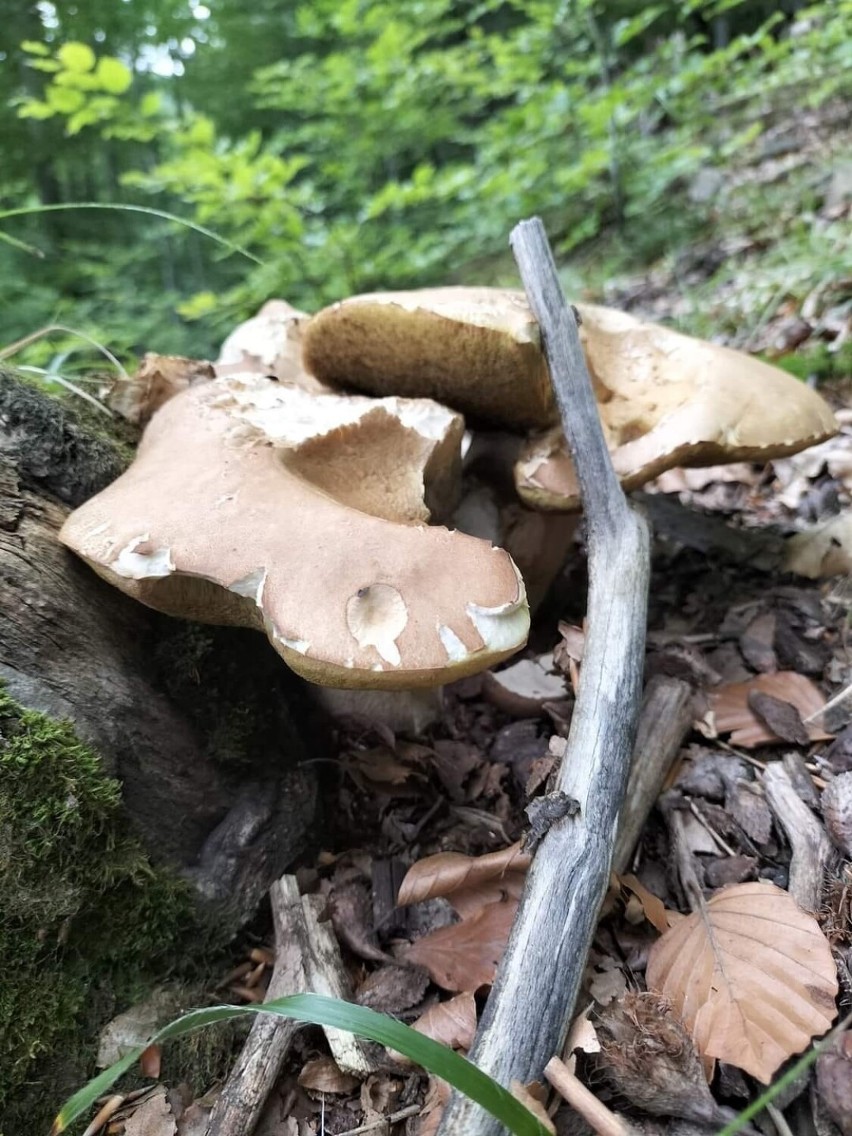 Wysyp grzybów w sądeckich i limanowskich lasach. Niektórym udało się też znaleźć grzyby-giganty! 