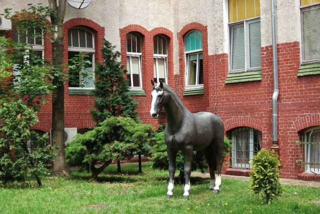 Dziś już wiadomo, że konia przed laty sprezentował szpitalowi i małym pacjentom Piotr Banach (od trzech lat nie żyje, o wydarzeniu poinformowała jego córka)