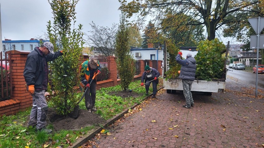 W Radomsku sadzą nowe drzewa. To realizacja obywatelskiego projektu. FILM, ZDJĘCIA
