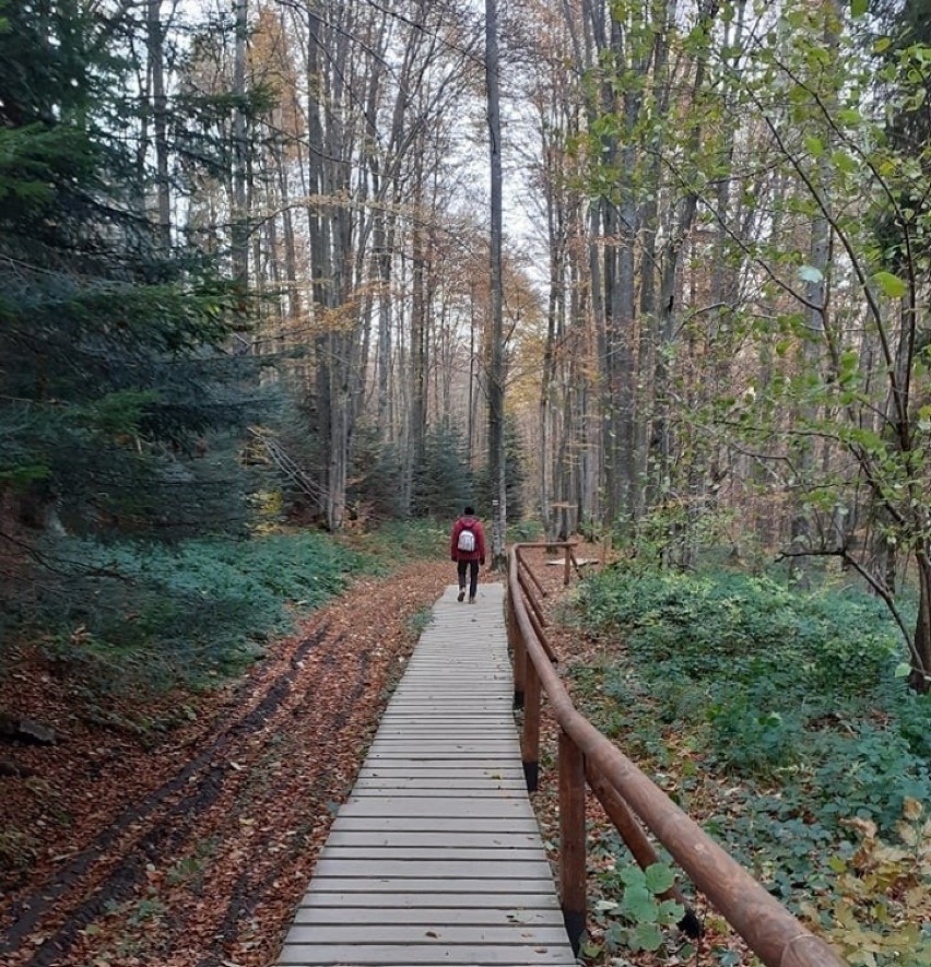 Biorą udział w projekcie "Bieszczady" realizowanym przez...