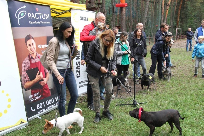 Stowarzyszenie apeluje o budowę grzebowiska dla zwierząt w Kielcach. I zbiera podpisy