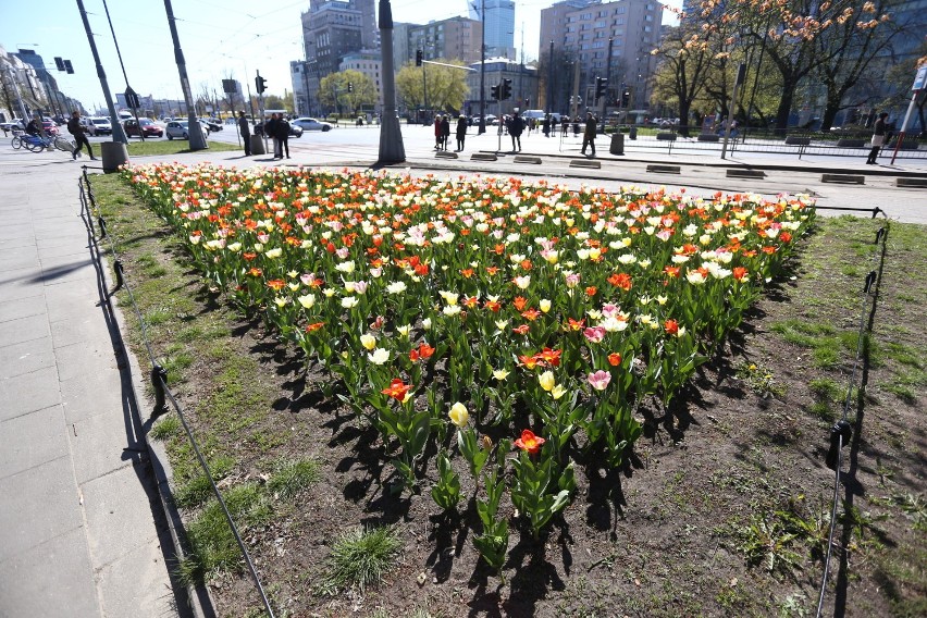 Zielona Warszawa. Ponad pół miliona nowych kwiatów w stolicy