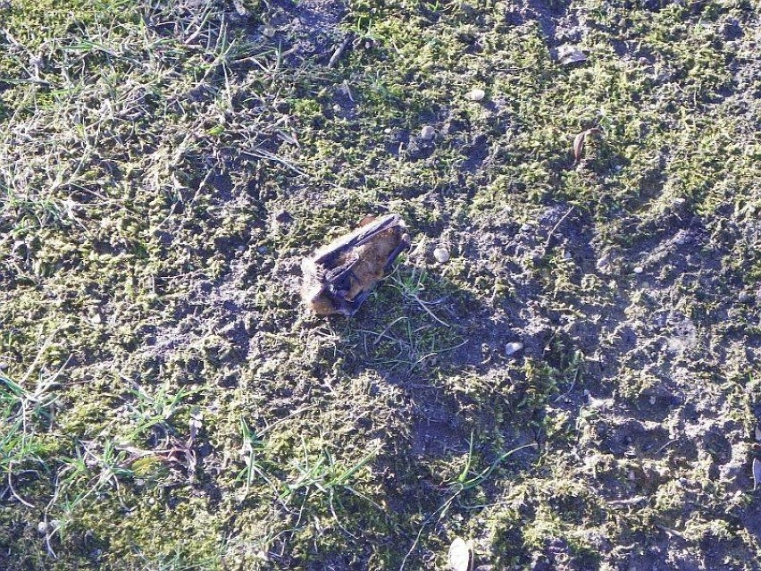 Martwe nietoperze z parku w Żorach zbadane przez weterynarza - czy miały wściekliznę? ZDJĘCIA