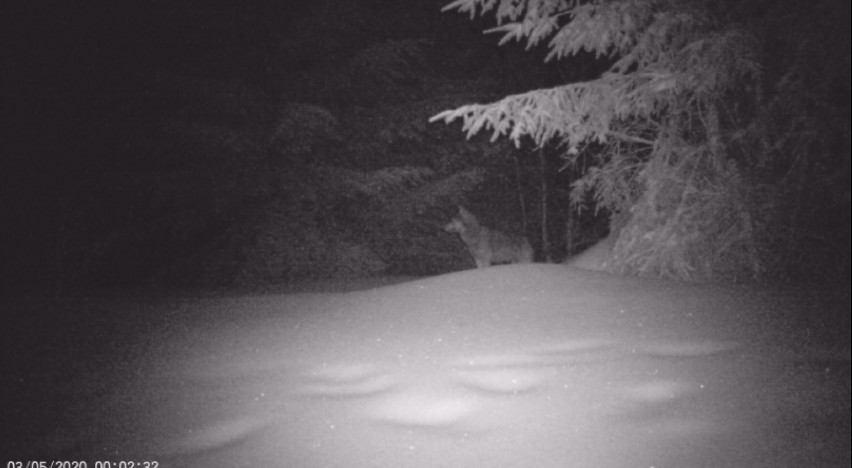 Ryś na drodze w Łącku, wilk w Limanowej w zimowej scenerii. Coraz częściej na drogach można spotkać dzikie zwierzęta [WIDEO]