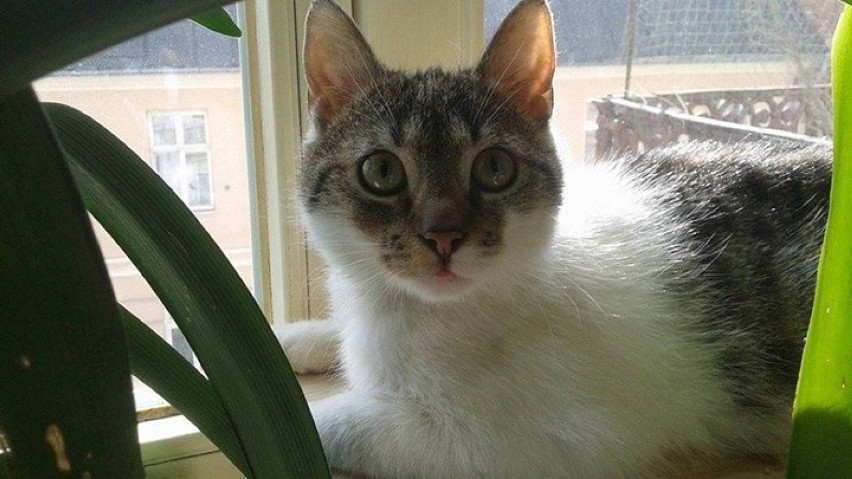 Gucio, 10-miesięczny, bardzo łowny kotek
To pięknie...