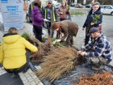 Ruszyła kolejna akcja "Zielone Radomsko". Odbierz sadzonki drzew za darmo! ZDJĘCIA, FILM