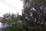 Kwidzyn: Uważajcie na drzewa na ul. Żwirowej. &quot;W trakcie opadów może dojść do przepięcia&quot;