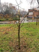 Wandale zniszczyli drzewko noblistki Olgi Tokarczuk w Mysłowicach. Policja szuka sprawców