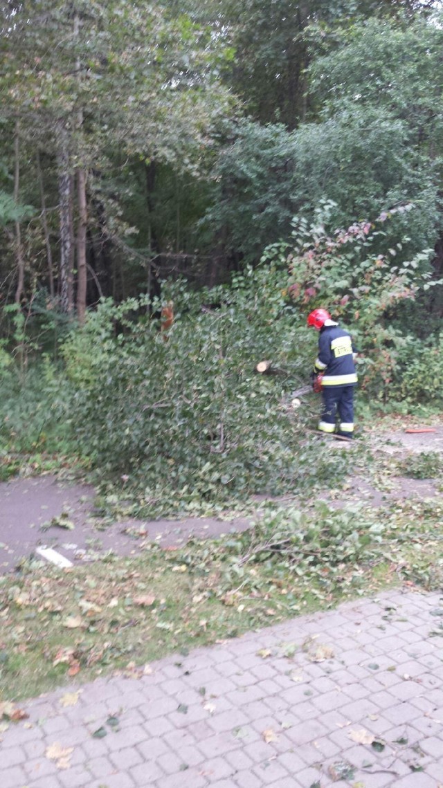 Park Północny w Sopocie - nasz Internauta o mały włos nie został przygnieciony przez opadającą olszę