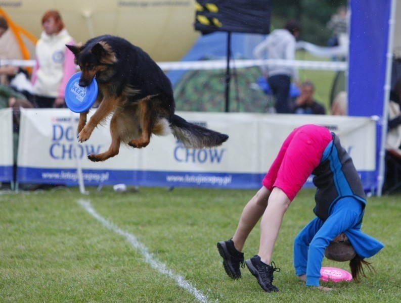 Na Cytadeli psy walczą o tytuł mistrza Europy Dogfrisbee...