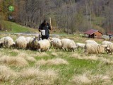 Góry Izerskie. Na stokach narciarskich pojawily się owce zamiast kosiarek 