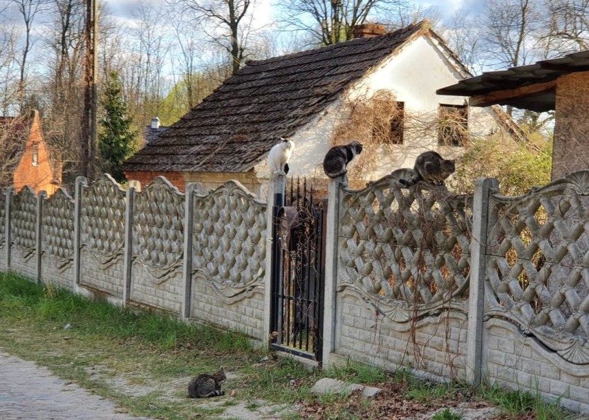 Tak koty z Górzykowa pozują do zdjęć!