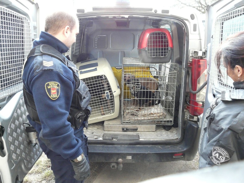Nielegalna hodowla psów w Łodzi znajdowała się w mieszkaniu...