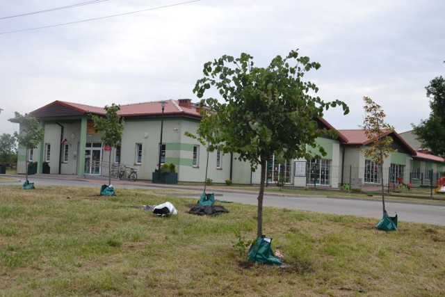 Przesadzone drzewa dobrze się mają w nowym miejscu