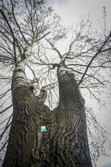 Po wprowadzeniu „lex Szyszko”. Gdańsk ratuje wartościowe drzewa przed wycinką [ZDJĘCIA] 