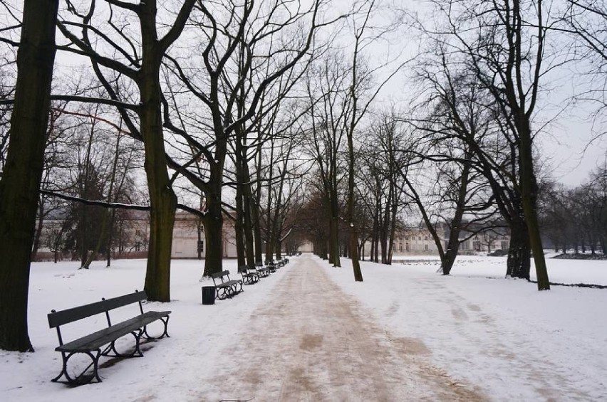 Warszawa ogranicza używanie soli w trosce o bezpieczeństwo środowiska i czworonożnych przyjaciół 