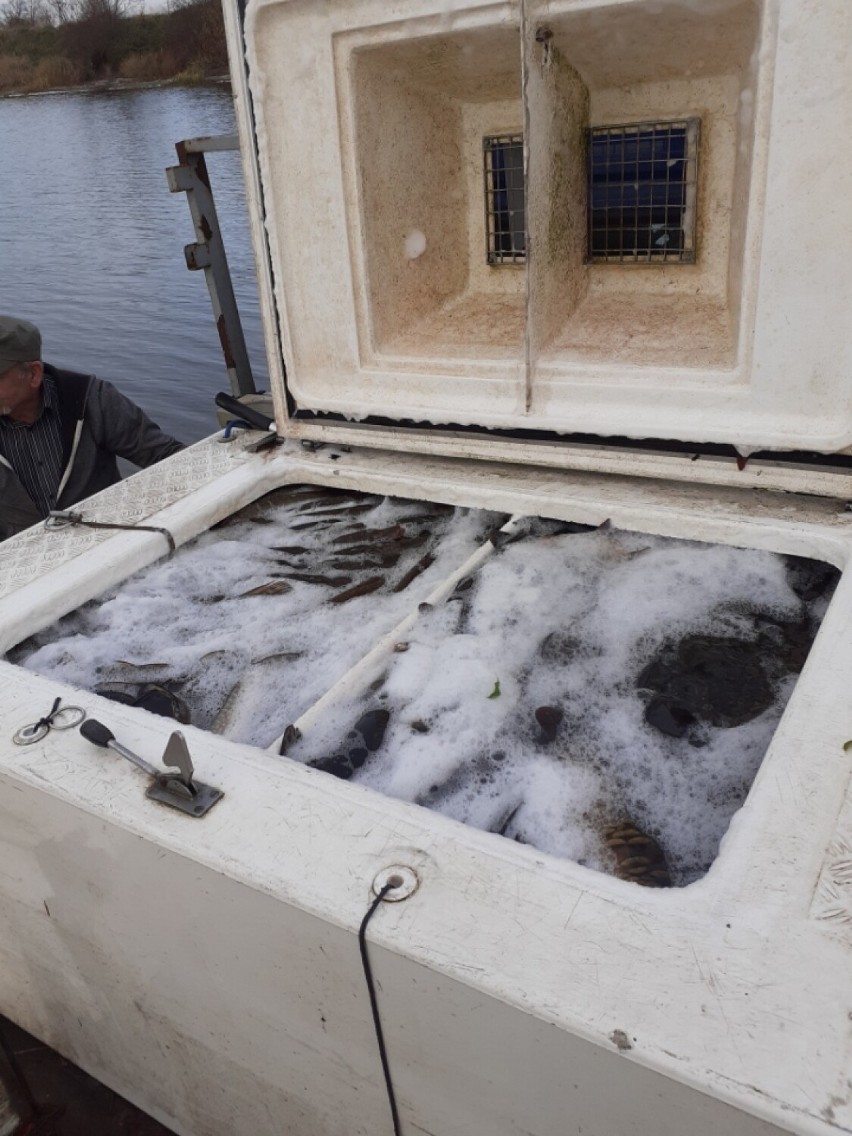 Wpuścili 600 kg karpia i 150 kg lina do zbiornika w Żarce nad Nysą. Obowiązuje zakaz połowu ryb
