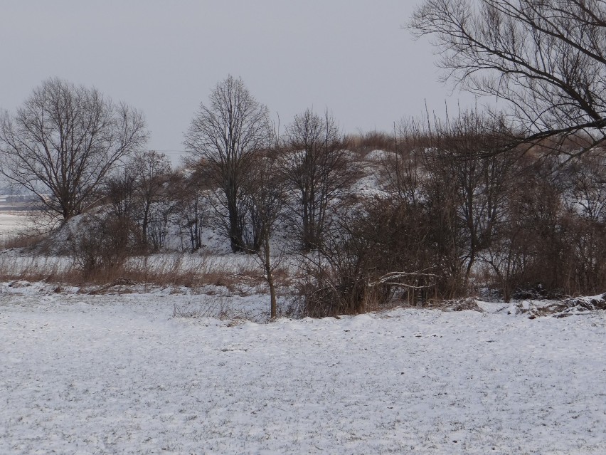 Na wysypiskach w śmieci w Łęczycy i Borku  będzie zasadzony las