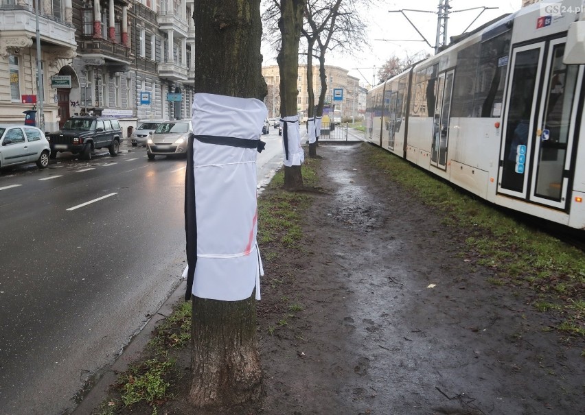 Mówią "NIE" wycince drzew w centrum miasta. Będzie kolejny protest!