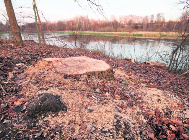 Firma, która wycinała drzewa rosnące przy kieleckim zalewie zostawiła bałagan, zarówno na brzegu, jak i na wodzie.