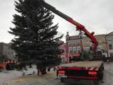 Święta w Pucku coraz bliżej! Podróż bożonarodzeniowego drzewka na Stary Rynek | ZDJĘCIA