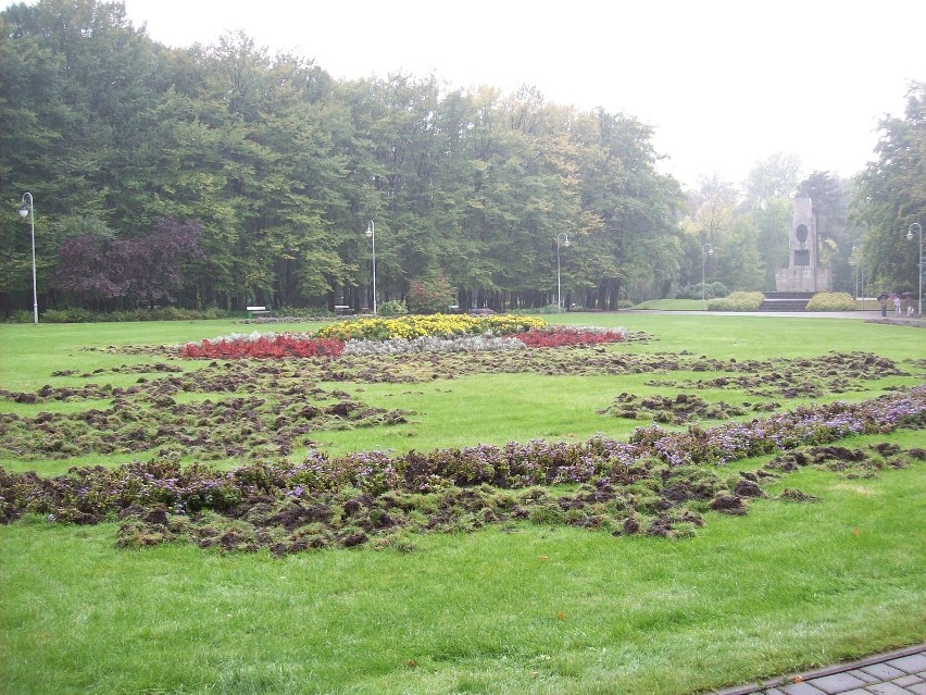 Wielka demolka w Parku Kościuszki. Dziki rozorały najbardziej okazałą łąkę w parku