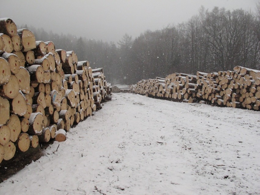 Tutaj w okolicy Wałbrzycha w styczniu nie pospacerujesz. Nie wejdziesz do lasu - trwa wycinka MAPY