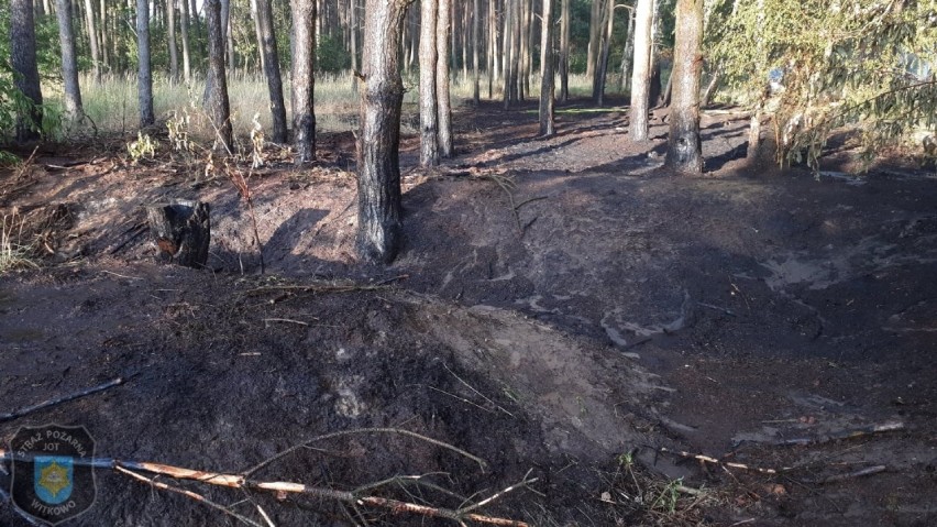 Pożar lasu przy lotnisku w Powidzu. Spaleniu uległo blisko 7 arów ściółki leśnej