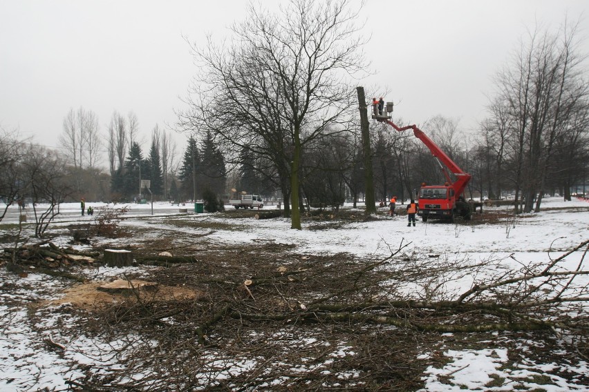 Sosnowiec: trwa wycinka drzew w parku Sieleckim [ZDJĘCIA]