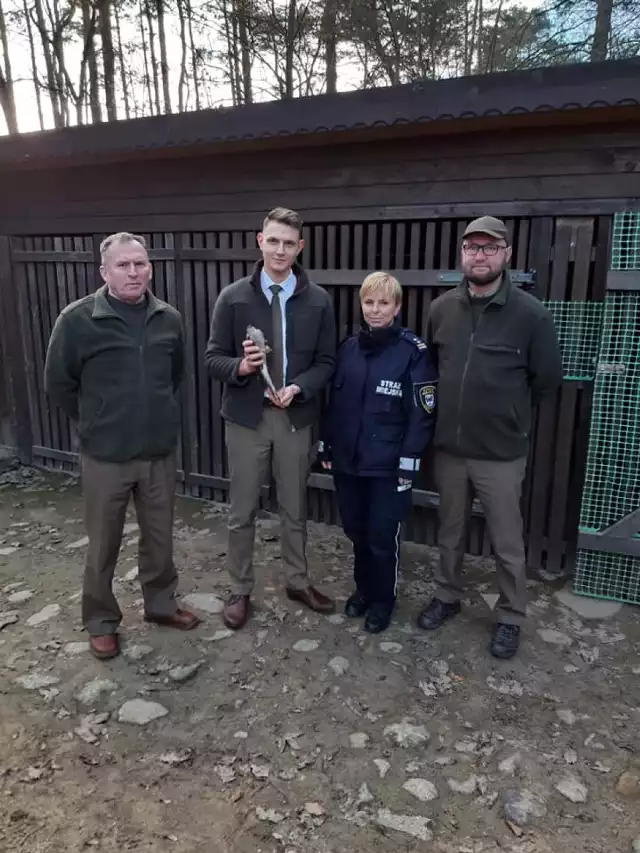 Krogulec postrzelony ze śrutu został uratowany.