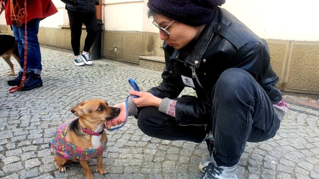 Pierwszy "Marsza adopciaków" w Nowym Sączu