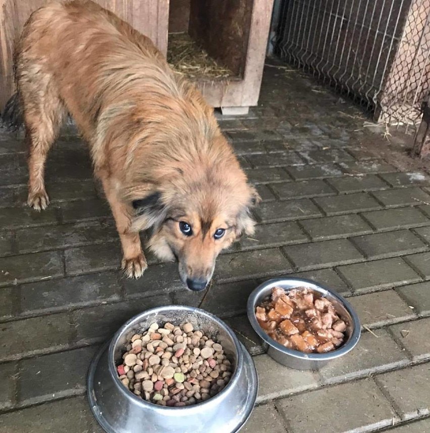 Suczka uratowana dzięki interwencji Pani Kasi czeka na adopcję