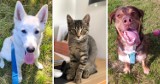 Wspaniałe psy i koty do adopcji w Katowicach! Zobaczcie ZDJĘCIA tych zwierzaków. Czekają na nowy dom. Każdy może pomóc!