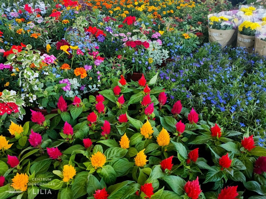 Piękne kwiaty, krzewy, trawy i inne rośliny ogrodowe dostępne w Centrum Ogrodniczym Lilia w Wieluniu