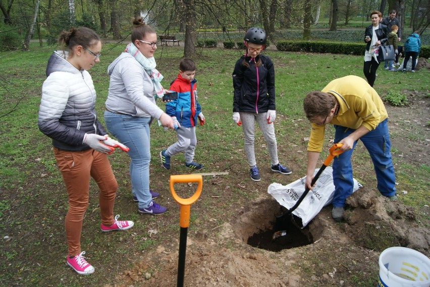 Magnolie posadzono w kaliskim parku miejskim