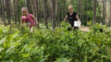 Wybieracie się na jagody? Już są, ale uważajcie na kleszcze, meszki, komary i żmije. Fachowiec z Czapiewic radzi | ZDJĘCIA, WIDEO