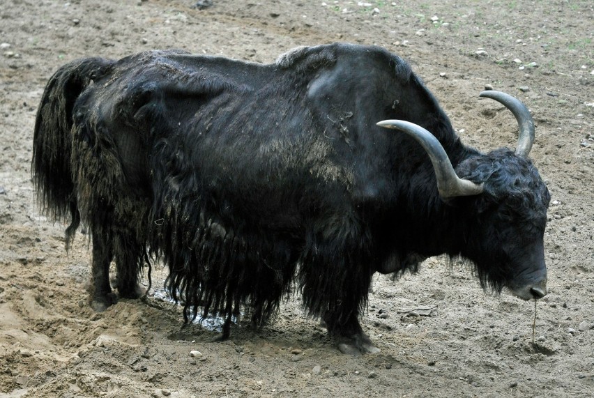 Mały jak przyszedł na świat w warszawskim zoo. Możesz wybrać...