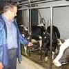 We wzrocowym gospodarstwie hodowlanym Jerzego Oracza w Librantowej wszystkie krowy mleczne są w rejestrze
 Fot. Jerzy Wideł