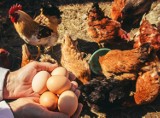 Sieci handlowe sprzedają jaja poniżej cen zakupu? Branża drobiarska nie pozostawia wątpliwości. „Ceny nawet 50 procent niższe”
