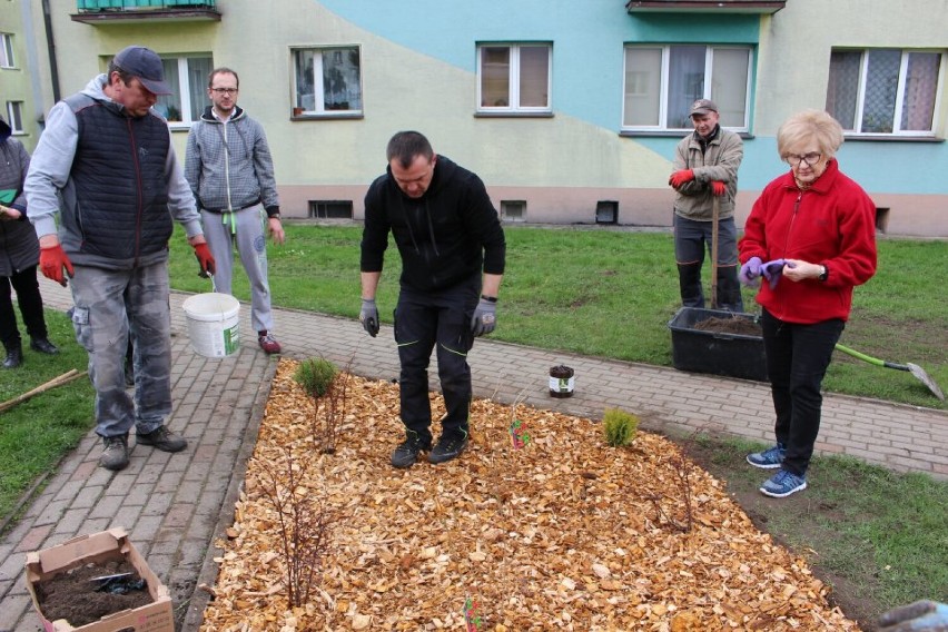 Pierwsze obsadzone skwery już cieszą oczy mieszkańców Dąbrowy Białostockiej. Ruszyły nasadzenia kwiatów i krzewów w mieście