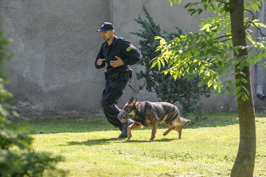 Kraków. Policyjne psy gotowe na ŚDM [ZDJĘCIA, WIDEO]