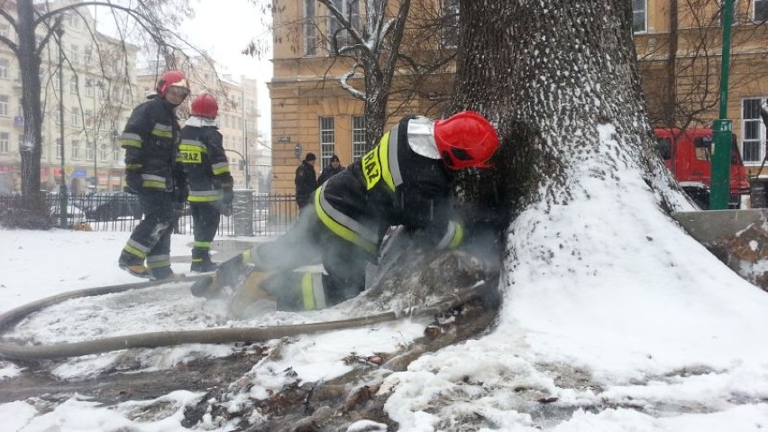 Strażacy gaszą spróchniałe drzewo