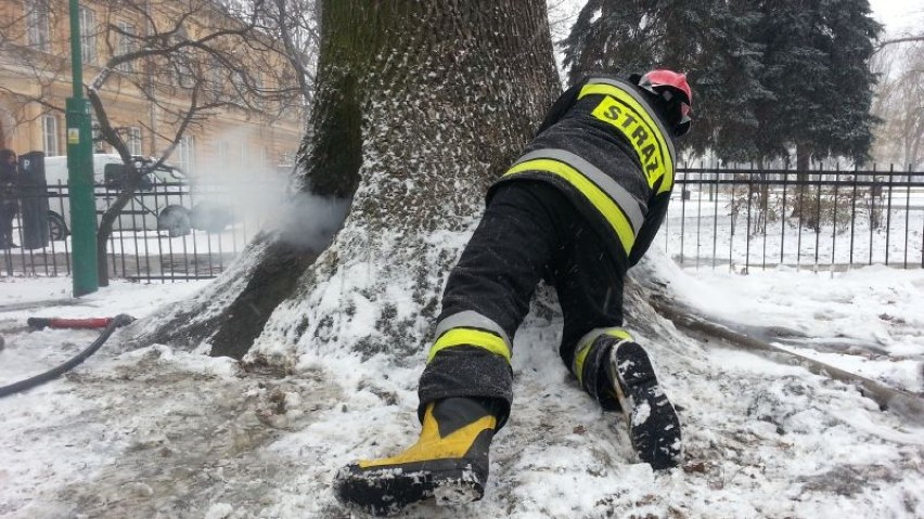 Strażacy gaszą spróchniałe drzewo